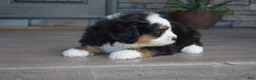 Mini Bernedoodle dogs for sale: Jax - Ad 3