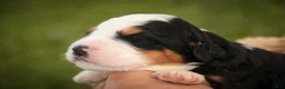 Mini Bernedoodle dogs for sale: Mercedes Mini Bernedoodle  - Ad 8