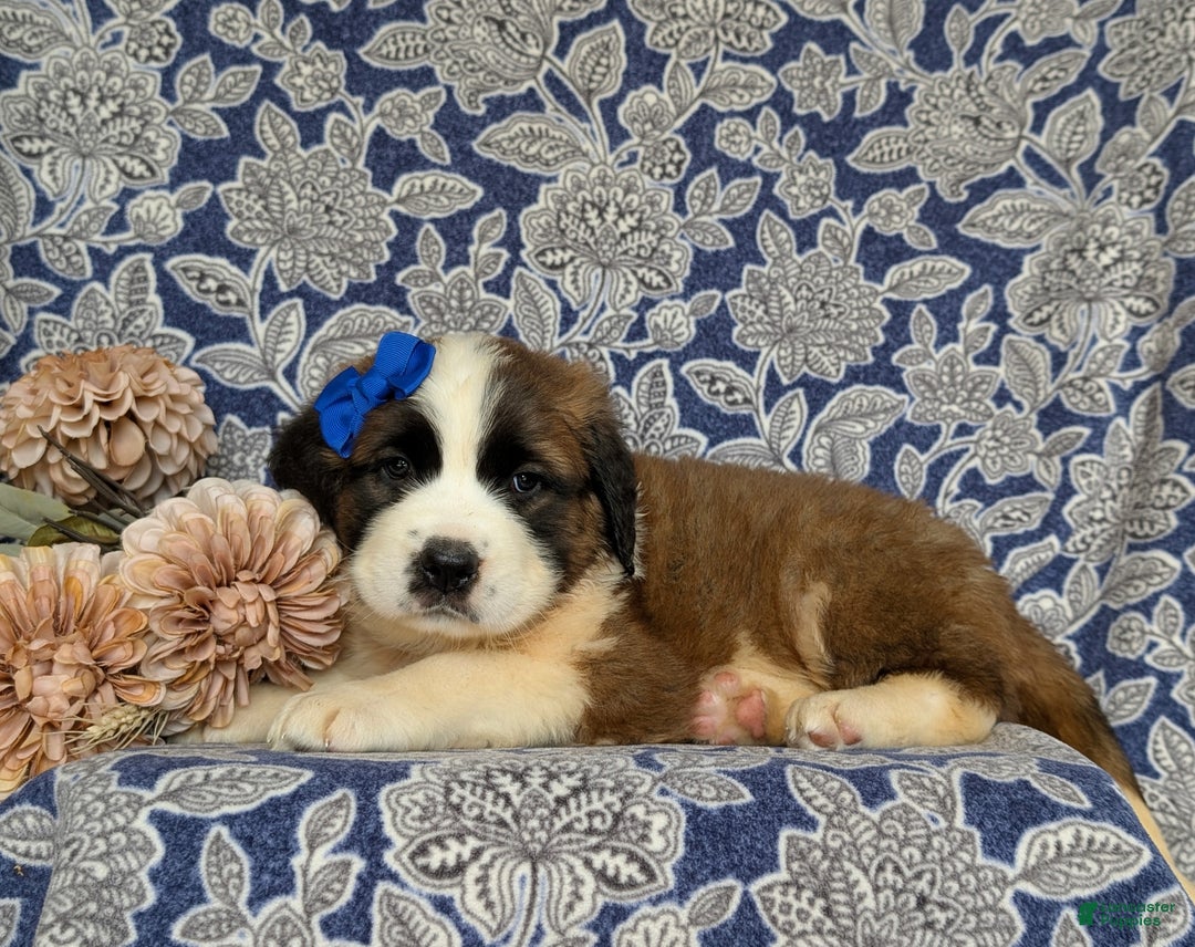 Saint Bernard dogs for sale: Midge - Ad 4