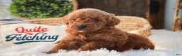 Miniature Poodle dogs for sale: Finnigan - Ad 6