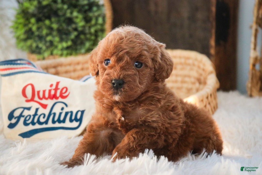 Miniature Poodle dogs for sale: Finnigan - Ad 6