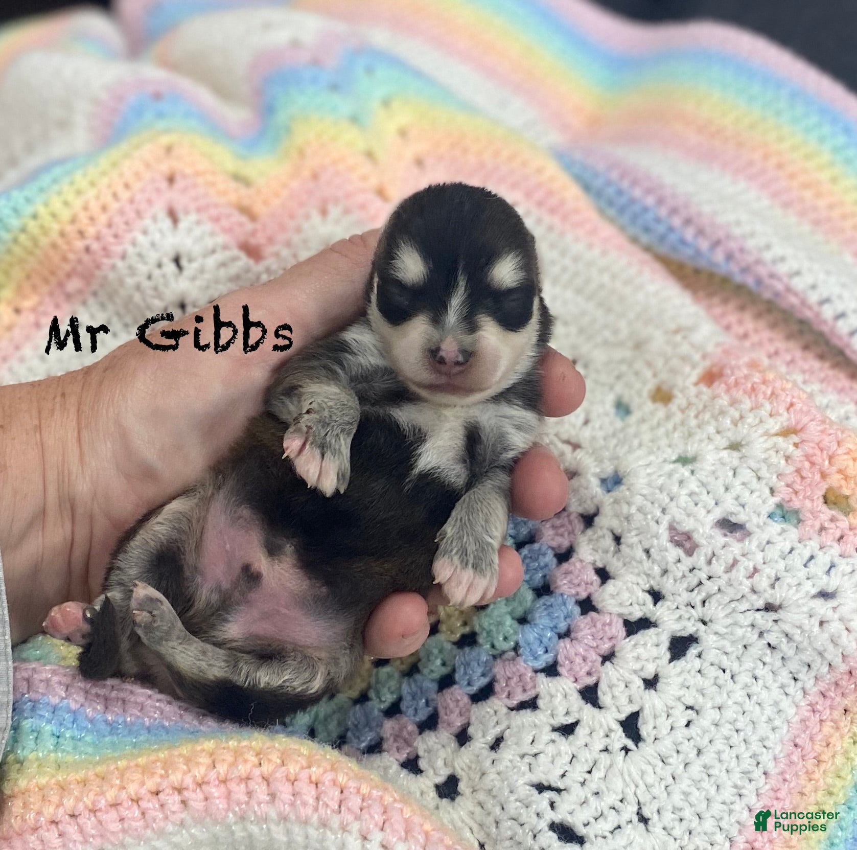 Pomsky dogs Mr Gibbs - Ad 1