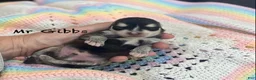 Pomsky dogs for sale: Mr Gibbs - Ad 1