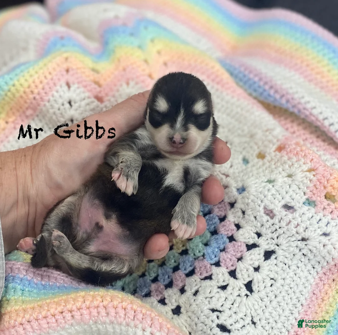 Pomsky dogs for sale: Mr Gibbs - Ad 1