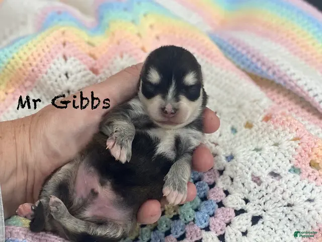 Pomsky dogs for sale: Mr Gibbs - Ad 1