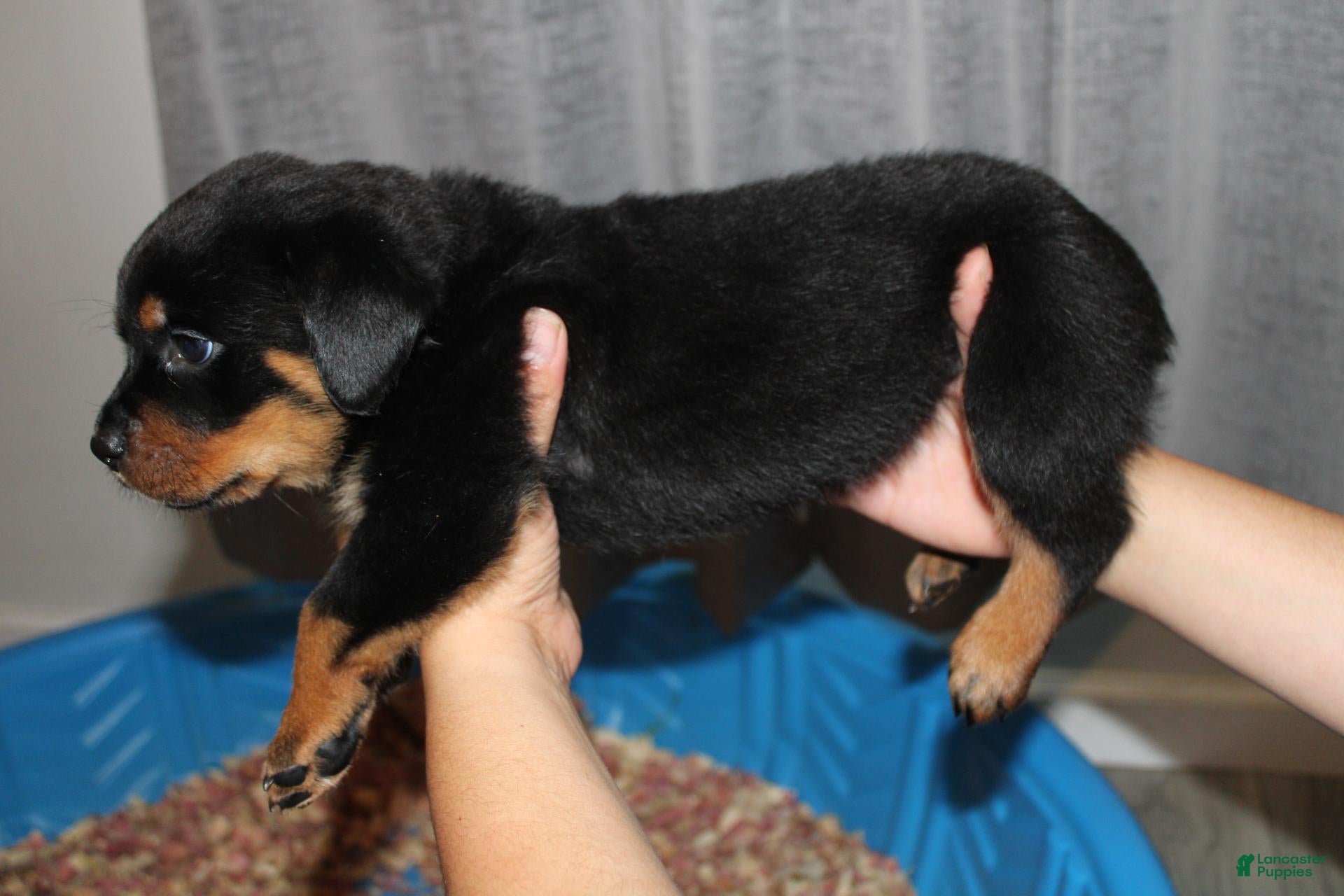 Rottweiler dogs Ms. Purple - Ad 2