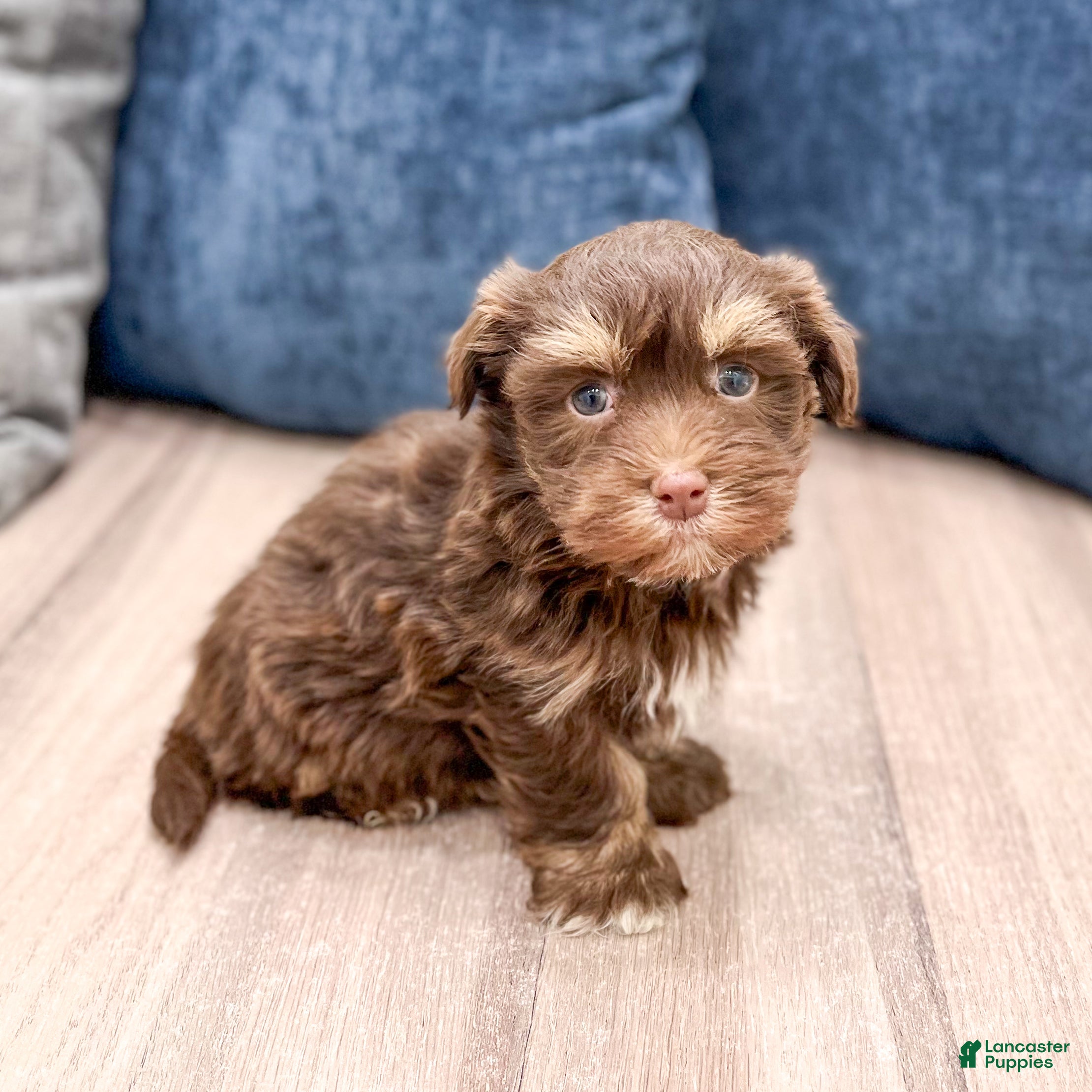 Havanese dogs Max - Ad 1