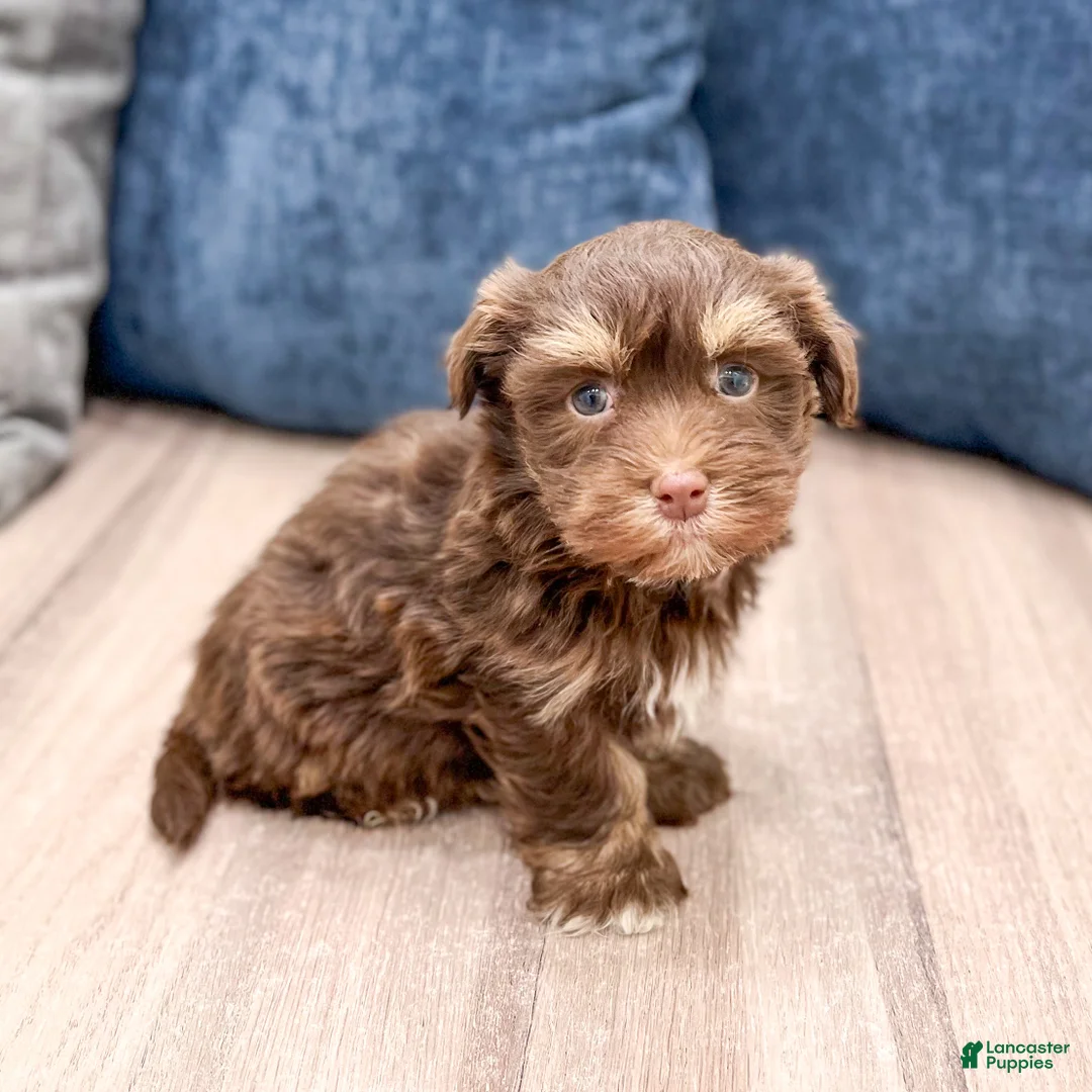 Havanese dogs for sale: Max - Ad 1