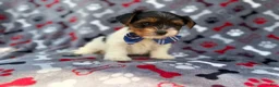 Yorkiepoo dogs for sale: Tuck - Ad 7