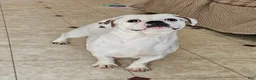 Mixed Breed dogs for sale: Chill Thrill - Ad 6
