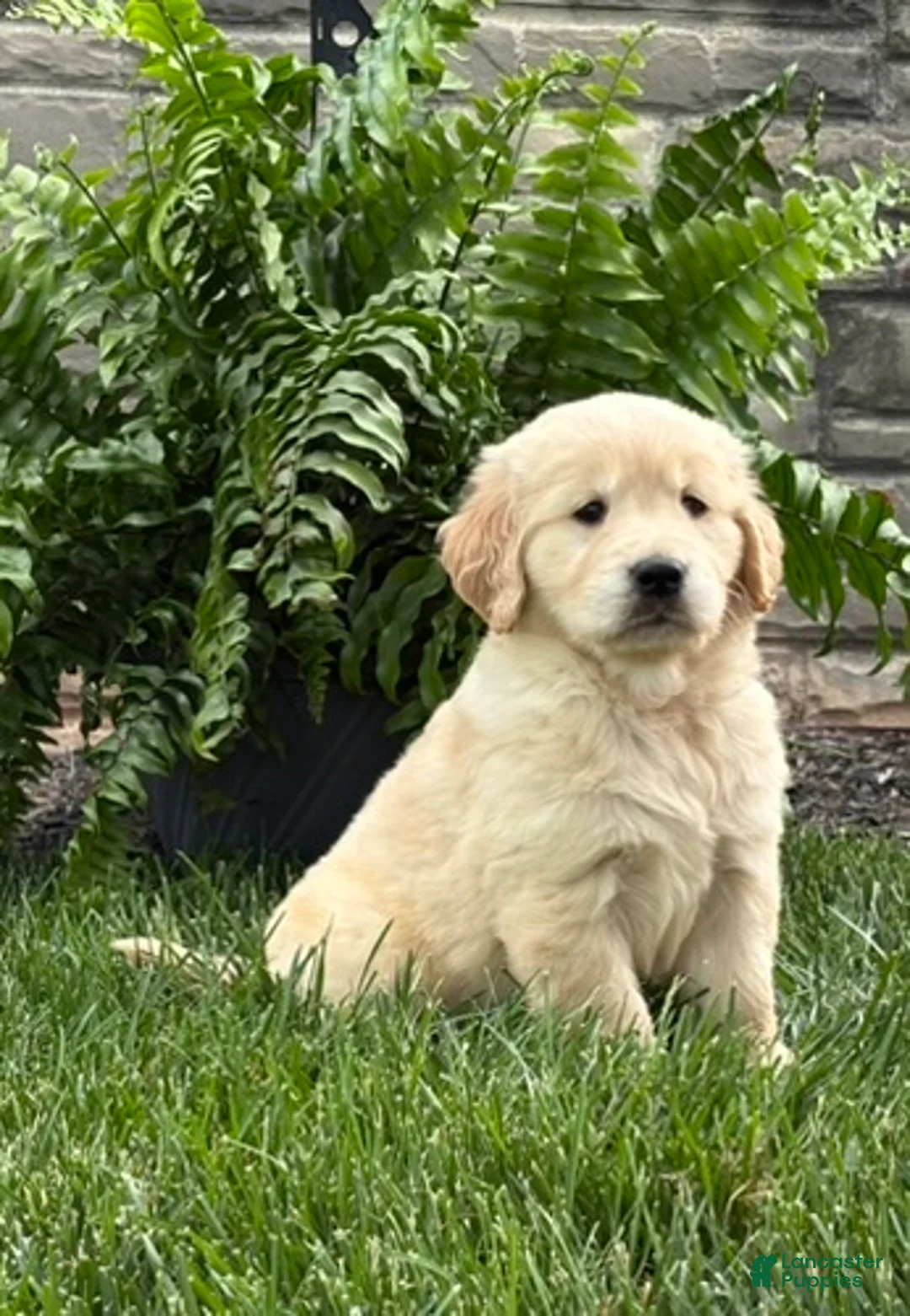 Golden Retriever dogs for sale: Milo - Ad 6