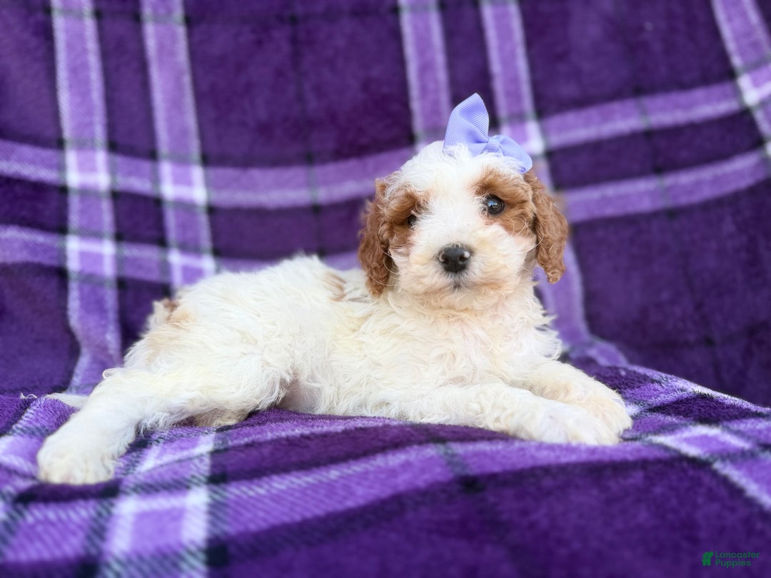 Cavapoo dogs for sale: Sapphire  - Ad 2