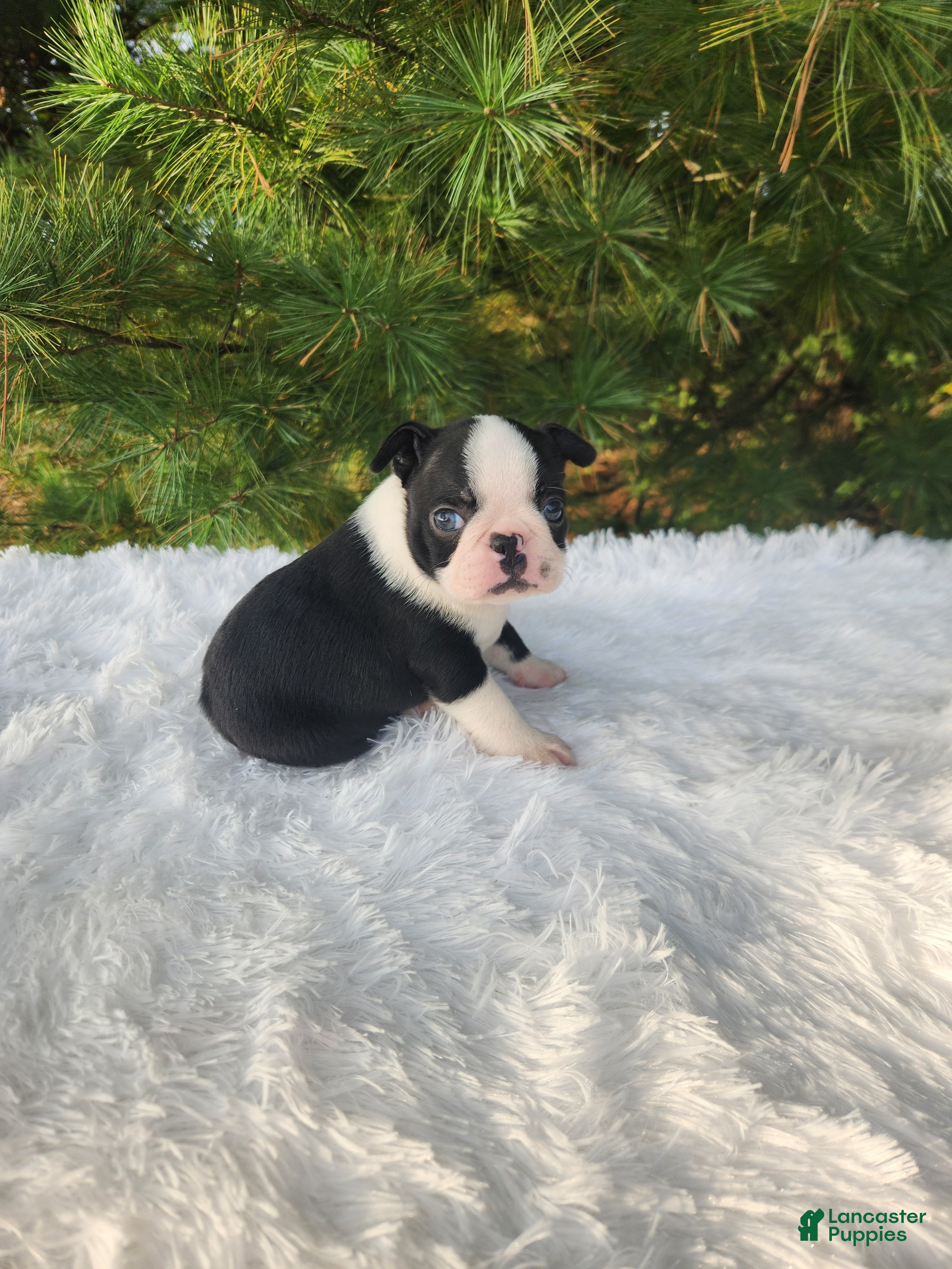 Boston Terrier dogs Pepper - Ad 1