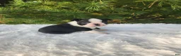 Boston Terrier dogs for sale: Pepper - Ad 1