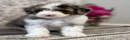 Mini Sheepadoodle dogs for sale: Amber - Ad 9