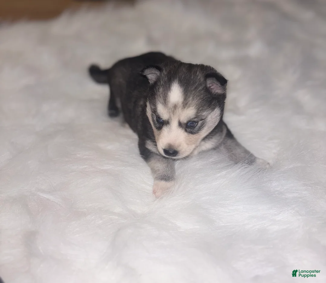 Pomsky dogs for sale: Jasmine - Ad 2