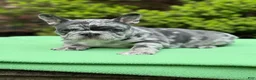 French Bulldog dogs for sale: French Bulldog 1 - Ad 1