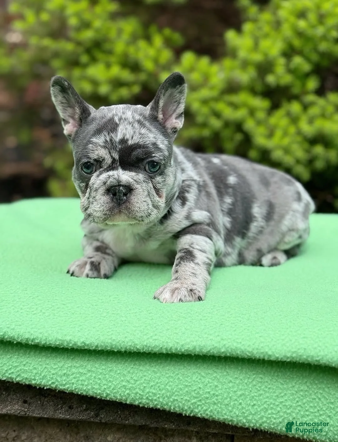 French Bulldog dogs for sale: French Bulldog 1 - Ad 1