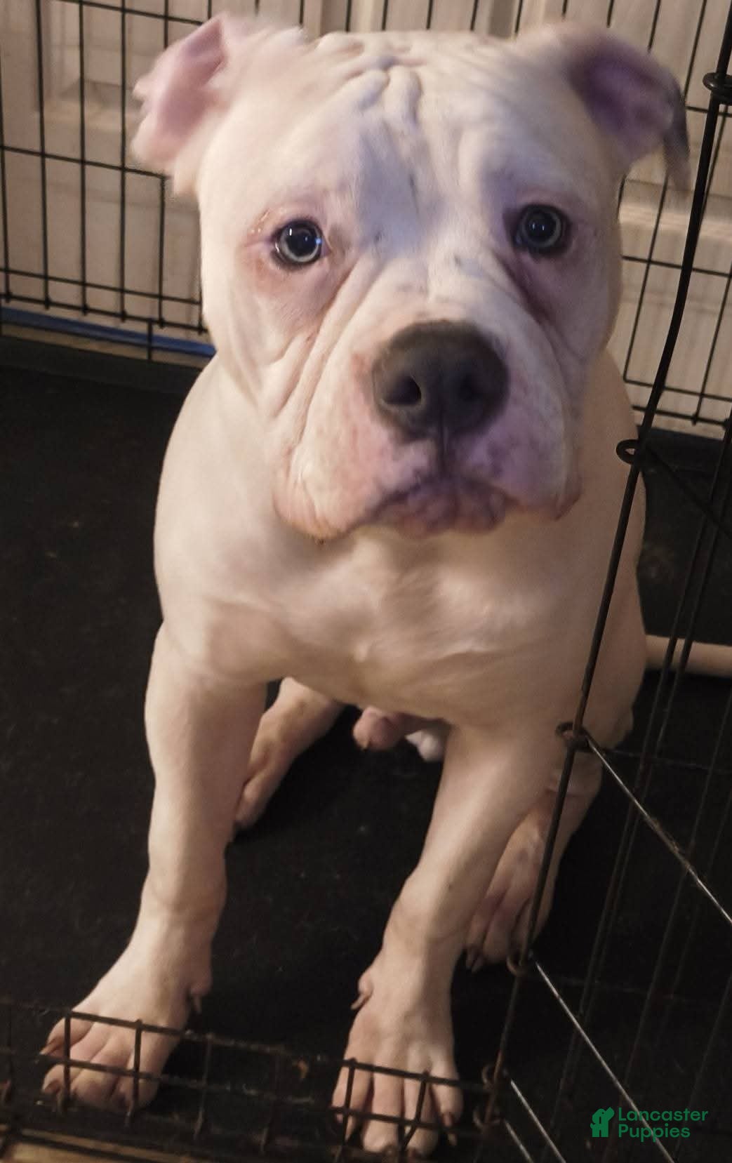 American Bulldog dogs American Bulldog Puppy 1 - Ad 4