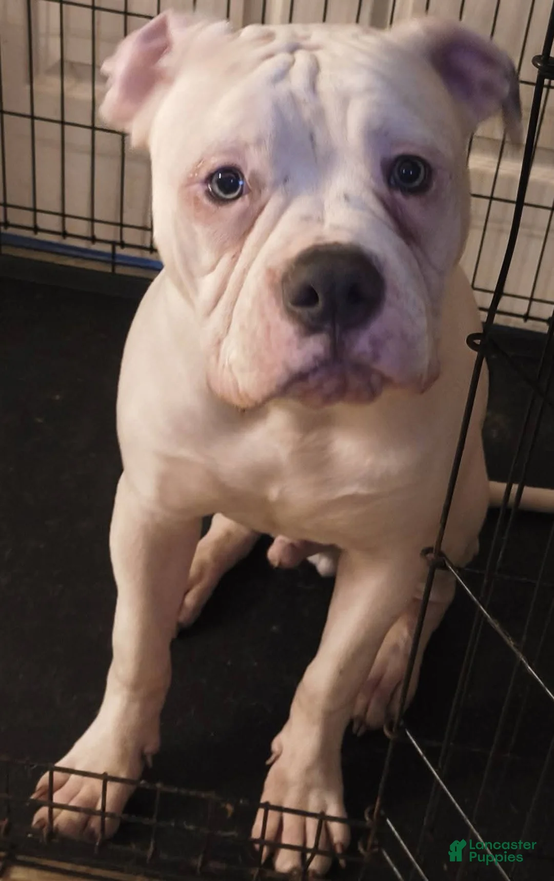 American Bulldog dogs for sale: American Bulldog Puppy 1 - Ad 1