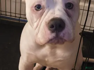 American Bulldog dogs American Bulldog Puppy 1 - Ad 4