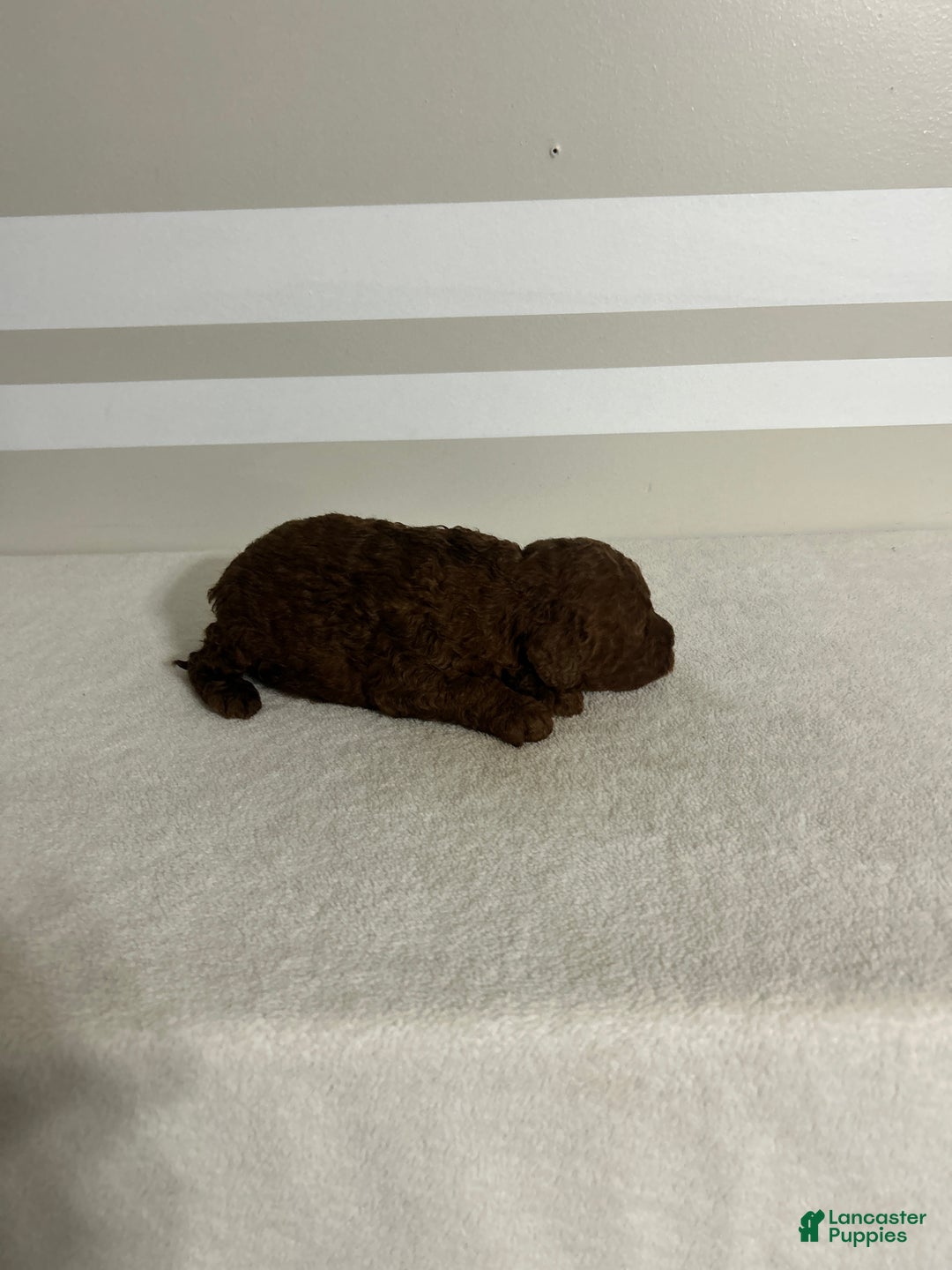 Mini Goldendoodle dogs for sale: Cameron - Ad 4