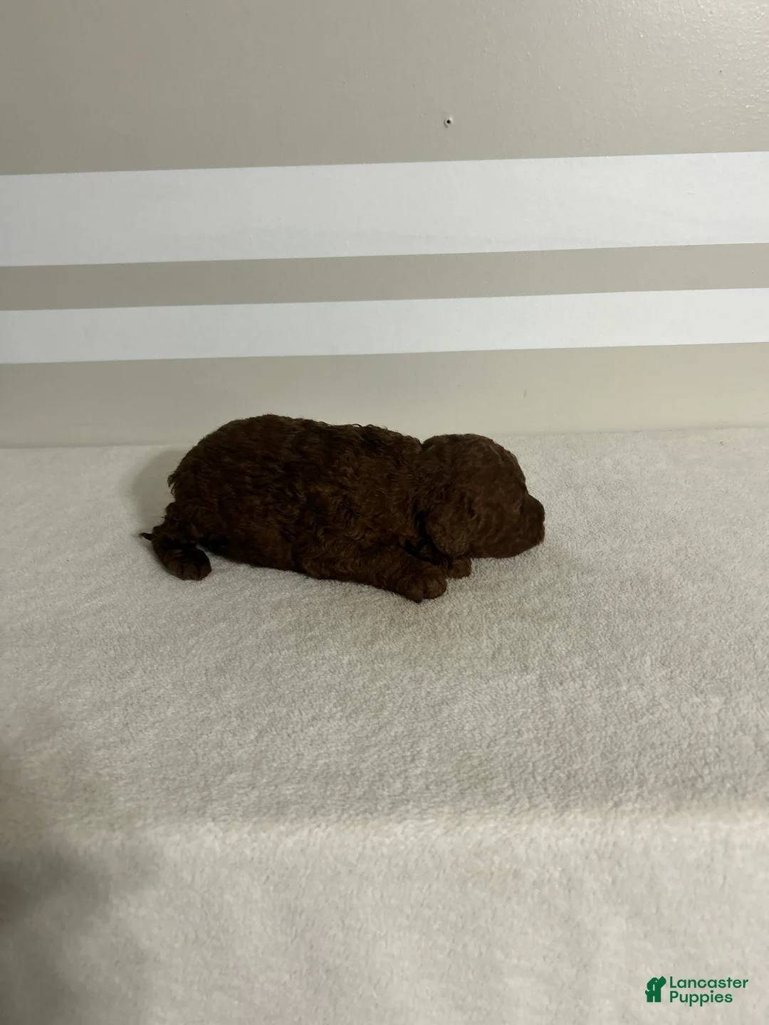 Mini Goldendoodle dogs for sale: Mini Goldendoodle litter of 9 puppies - Ad 59