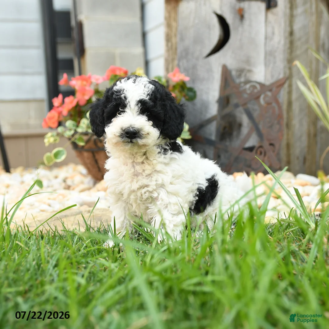 Miniature Poodle dogs for sale: Tempest - Ad 3