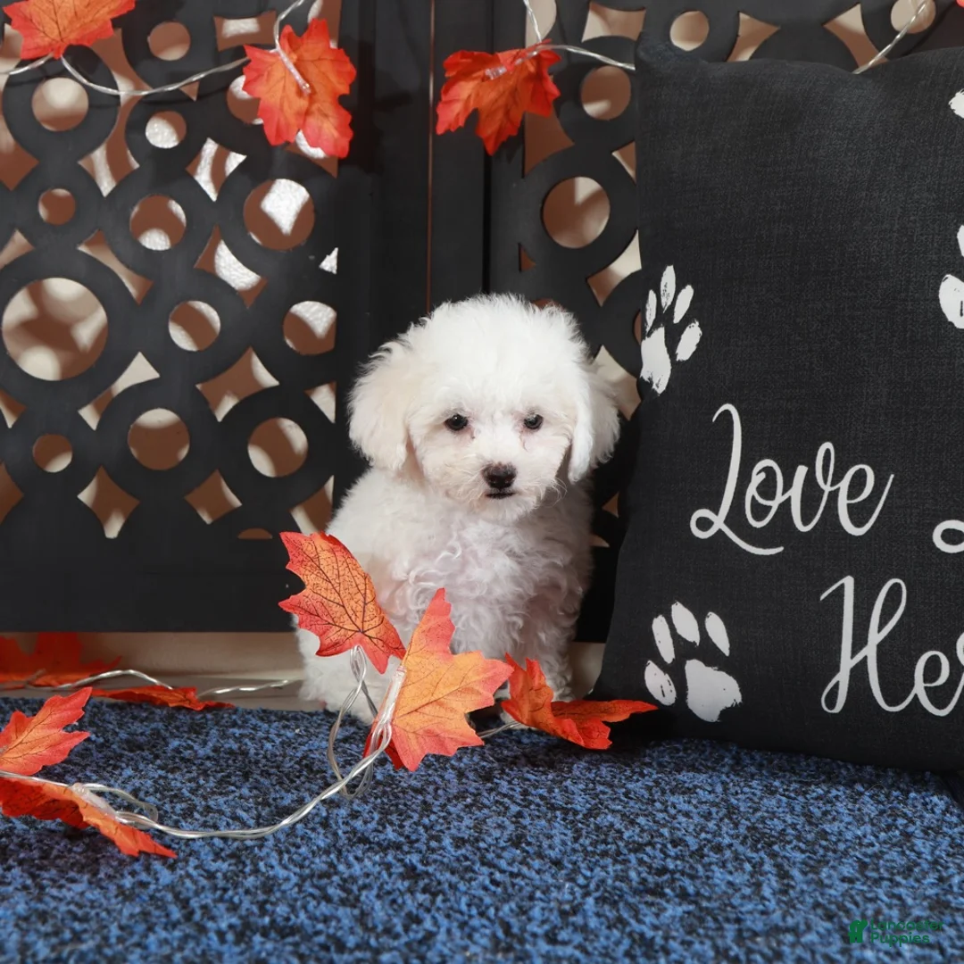 Bichpoo dogs for sale: Sebastian Show Stopping Poochon Puppy  - Ad 4