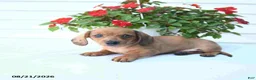 Miniature Dachshund dogs for sale: Bud - Ad 5