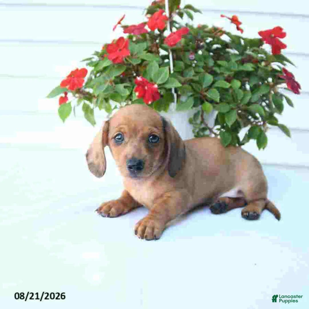 Miniature Dachshund dogs for sale: Bud - Ad 5