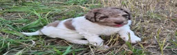 Newfypoo dogs for sale: Fanta - Ad 1