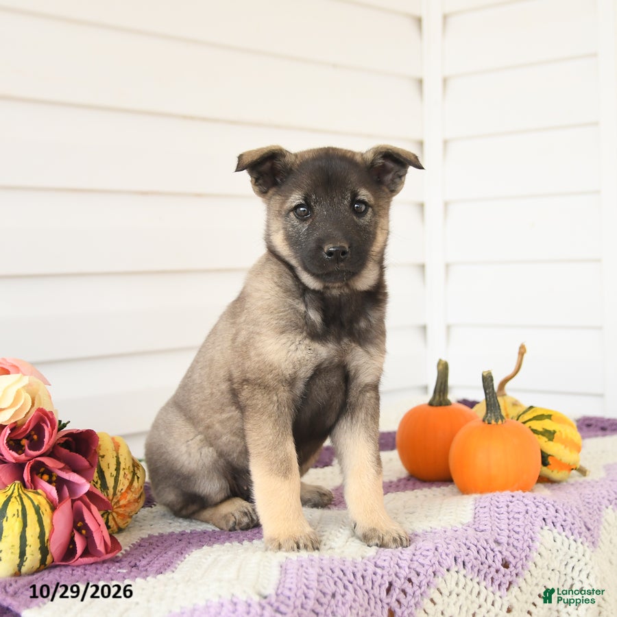 Mixed Breed dogs for sale: Ava  - Ad 2