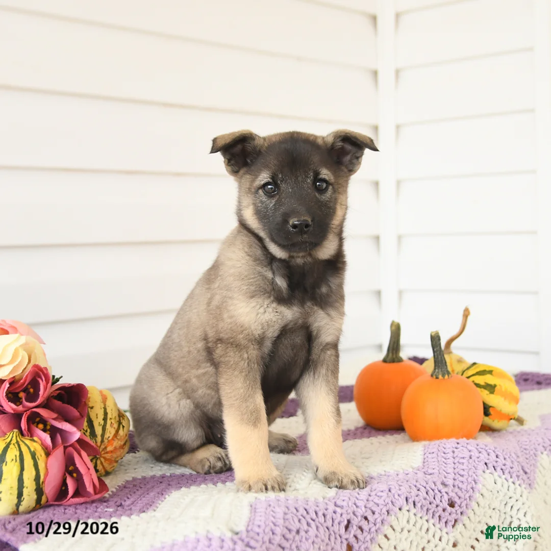 Mixed Breed dogs for sale: Ava  - Ad 2