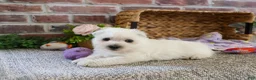 West Highland Terrier dogs for sale: Delight - Ad 3