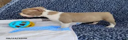 Boston Terrier dogs for sale: Rhinestone - Ad 7