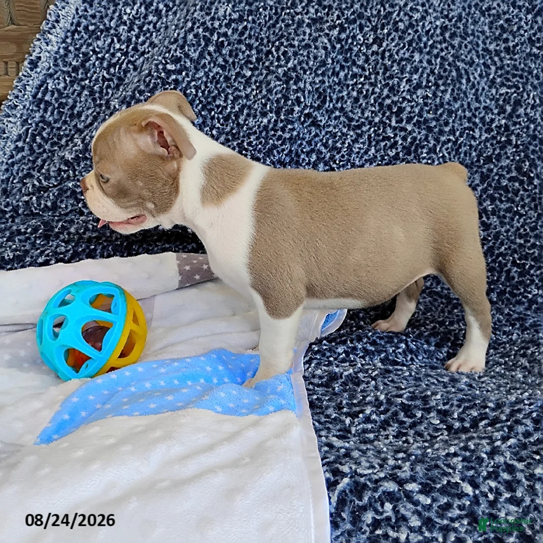 Boston Terrier dogs for sale: Rhinestone - Ad 7