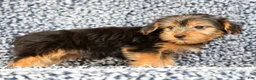 Yorkshire Terrier dogs for sale: Amy - Ad 4