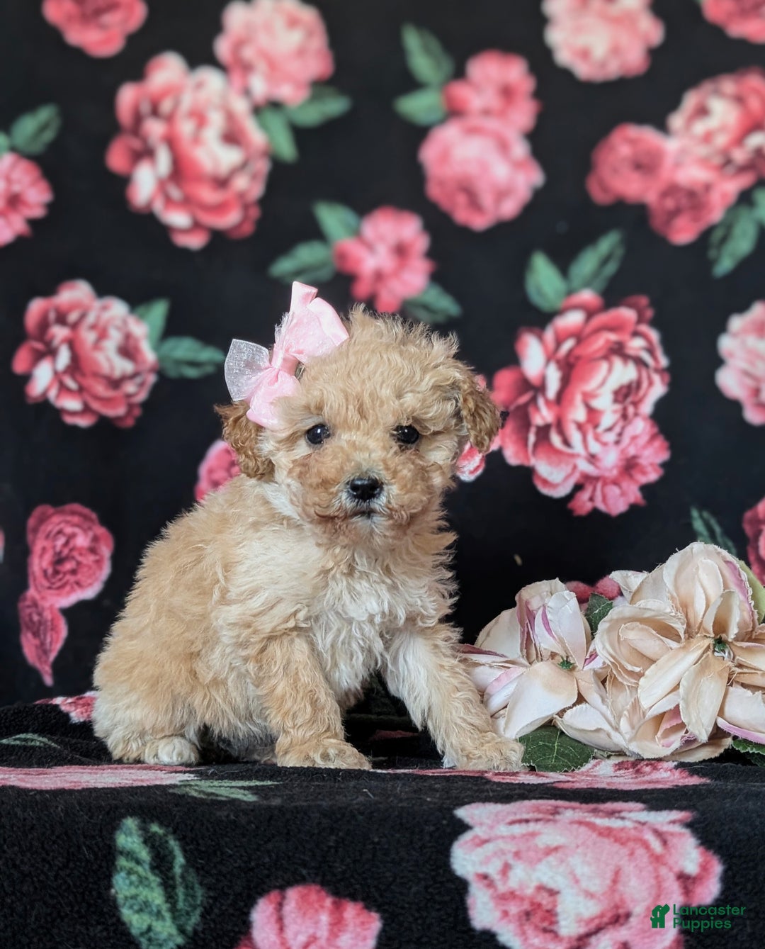 Miniature Poodle dogs for sale: Dierdre 9 lbs Full Grown - Ad 3