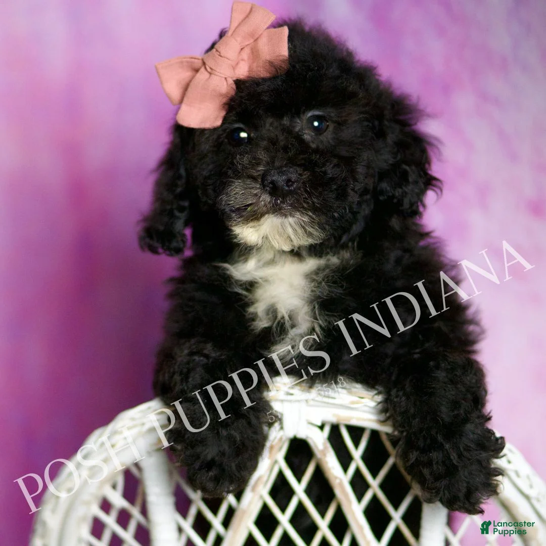 Toy Poodle dogs for sale: Wally - Ad 1
