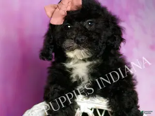 Toy Poodle dogs Wally - Ad 21