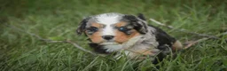 Mini Bernedoodle dogs for sale: Misha Mini Bernedoodle  - Ad 6