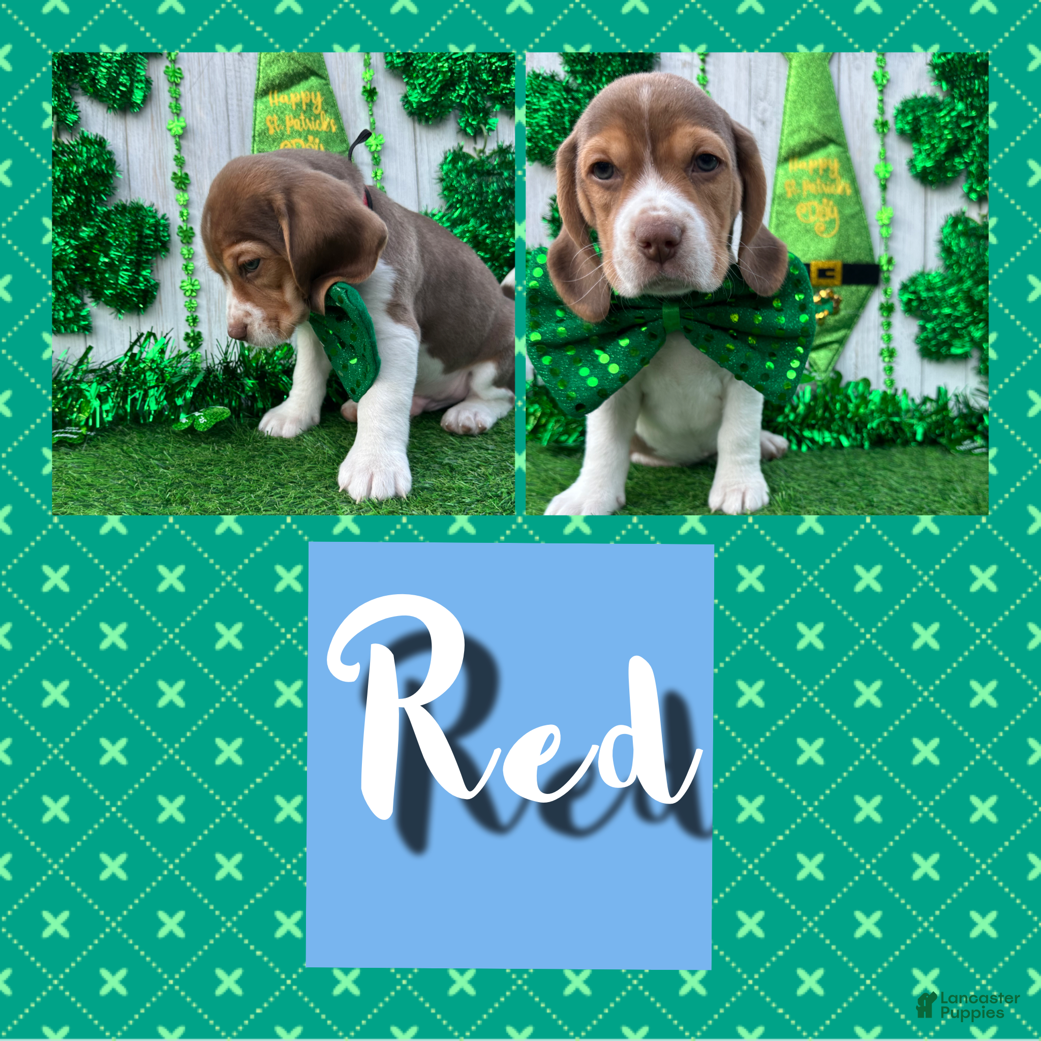 Beagle dogs Beagle Puppy 4 - Ad 1