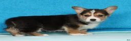 Welsh Corgi Pembroke dogs for sale: Buster - Ad 3