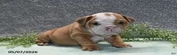 English Bulldog dogs for sale: Jimbo - Ad 4