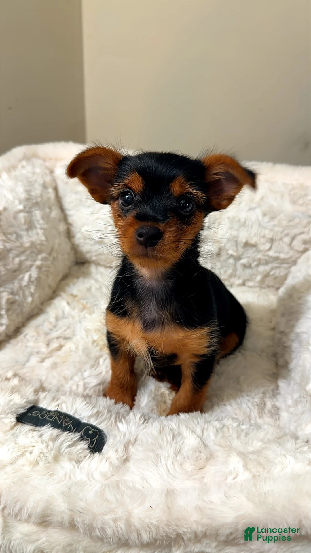 Yorkshire Terrier dogs for sale: Mila  - Ad 1
