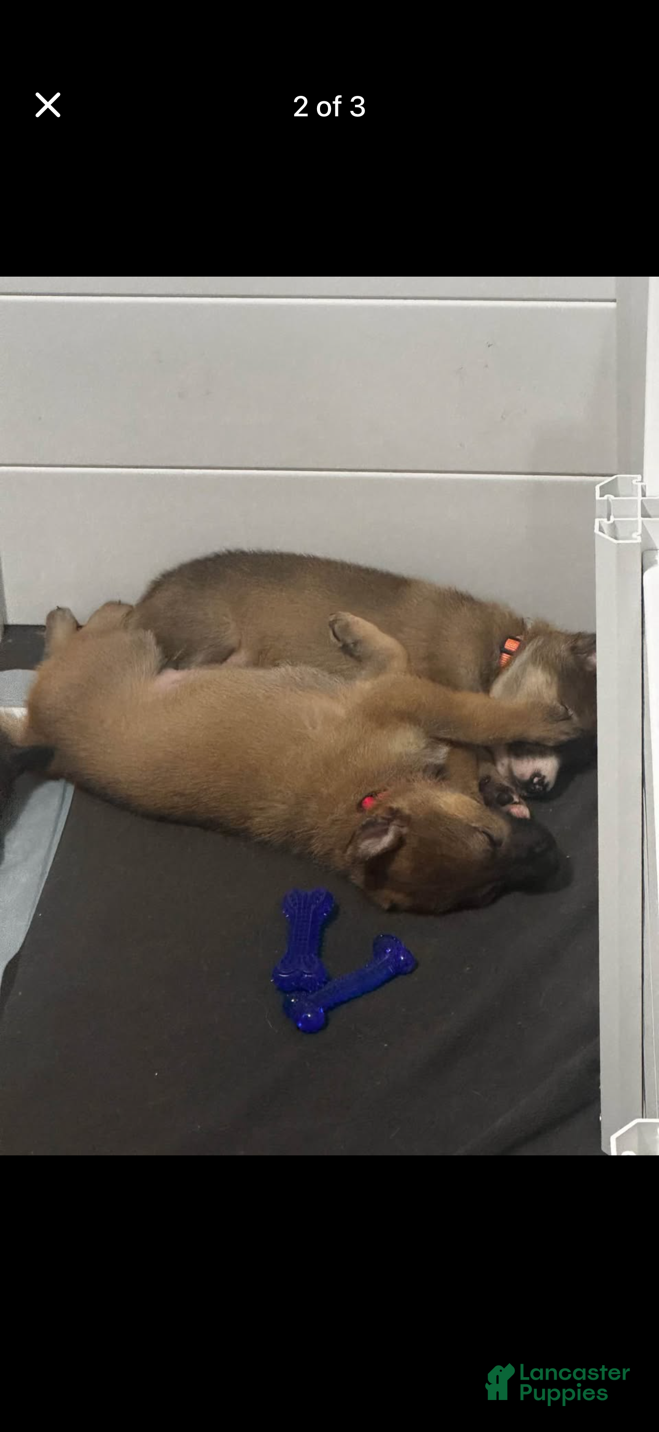 German Shepherd dogs German Shepherd Puppy 1 - Ad 2