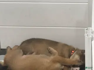 German Shepherd dogs German Shepherd Puppy 1 - Ad 2