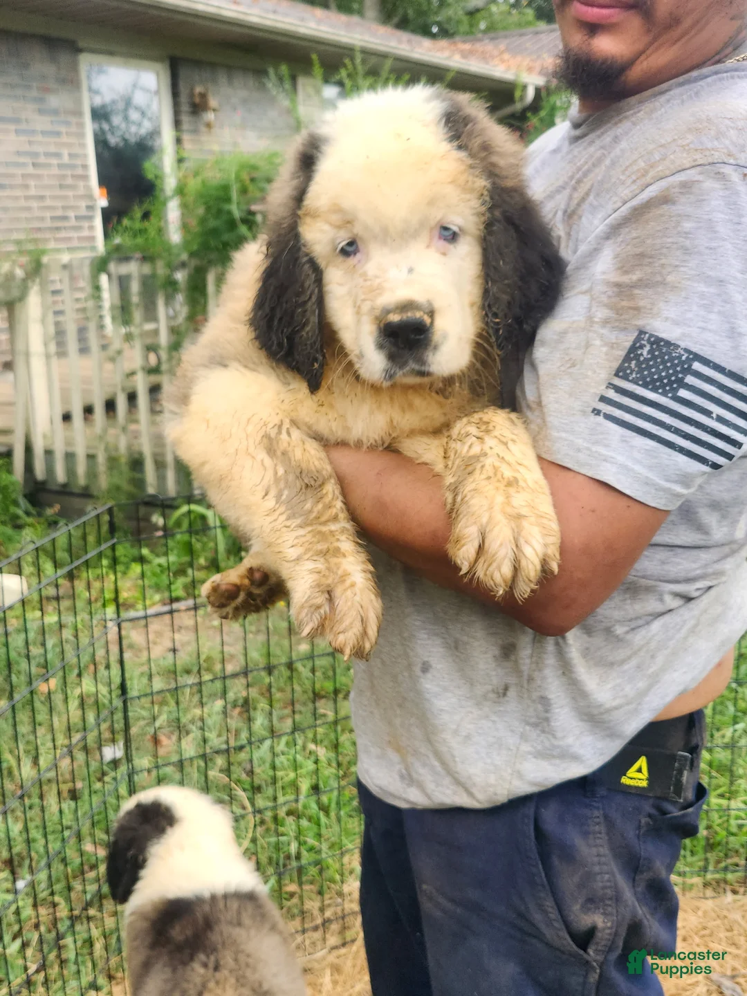 Saint Bernard dogs for sale: Saint Bernard 1 - Ad 2