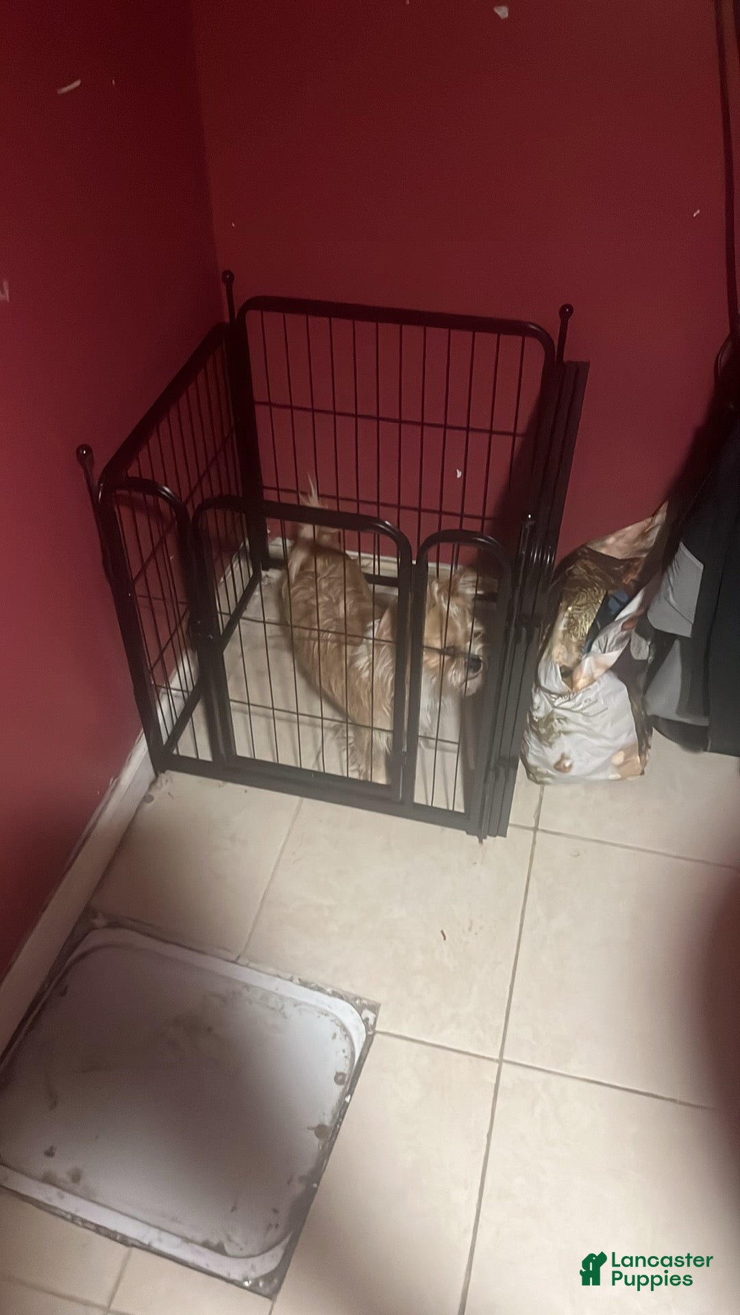 Mixed Breed dogs for sale: Mixed Breed Puppy 1 - Ad 2